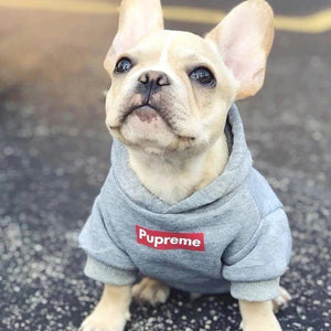 Vestiti per cani fashion