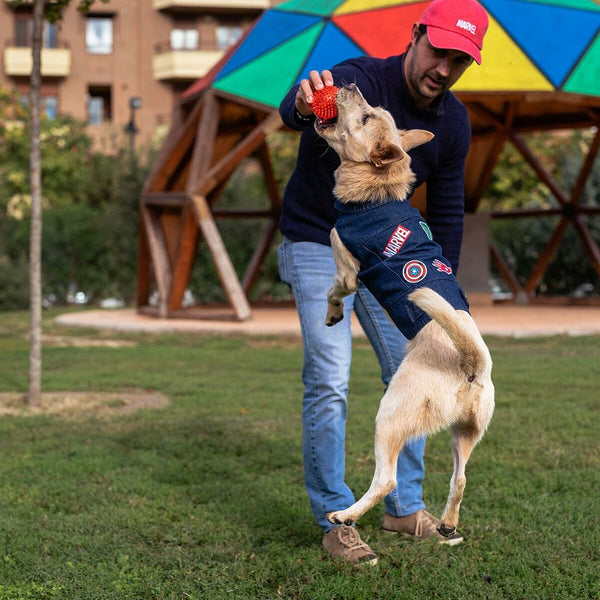 Giacca per cani Marvel Jeans