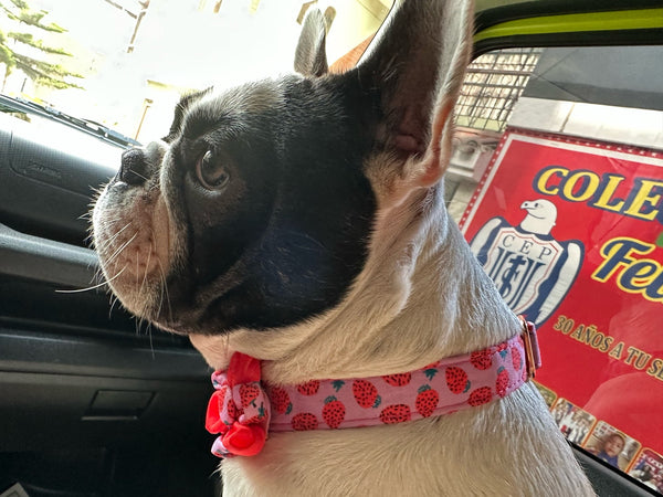 PERSONALIZZABILE - SET PETTORINA PER CANI CON BORDO CATARIFRANGENTE, COLLARE E GUINZAGLIO FRUTTI