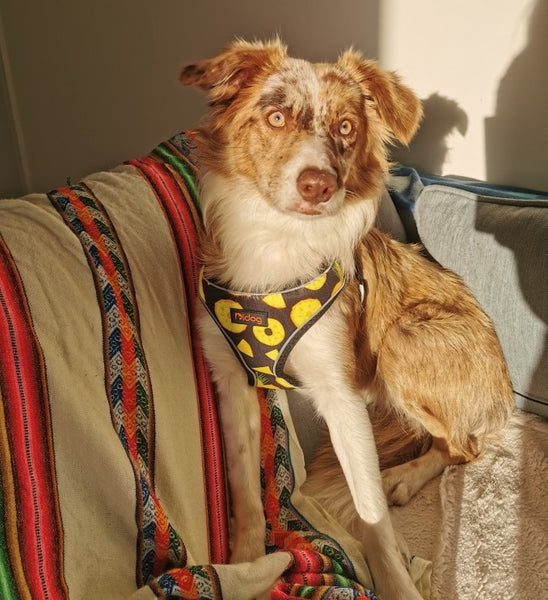 PETTORINA PER CANI REGOLABILE CON BORDO CARATIFRANGENTE