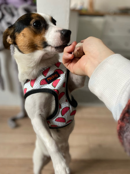 PETTORINA PER CANI REGOLABILE CON BORDO CARATIFRANGENTE
