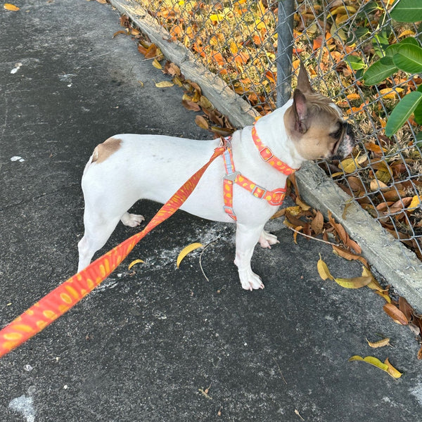 PERSONALIZZABILE - SET PETTORINA PER CANI CON BORDO CATARIFRANGENTE, COLLARE E GUINZAGLIO SUMMER
