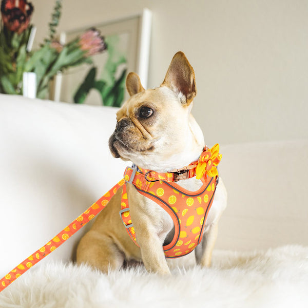 PERSONALIZZABILE - SET PETTORINA PER CANI CON BORDO CATARIFRANGENTE, COLLARE E GUINZAGLIO SUMMER