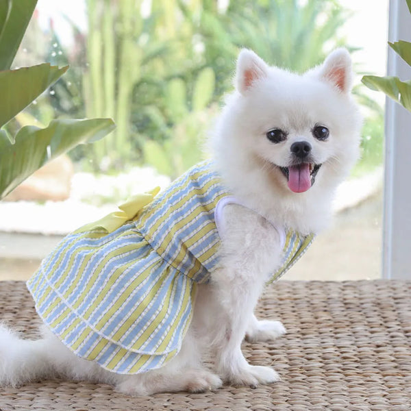 Vestito per cani elegante con maxi fiocco