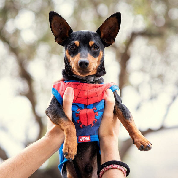 Maglietta per Cani Spiderman