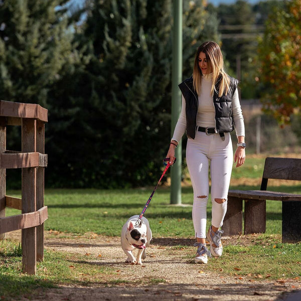 Collare per cani dc pets superdog S