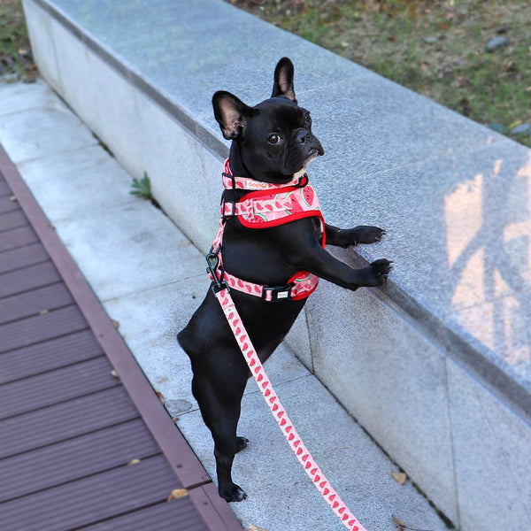 DOG HARNESS SET WITH LEASH AND COLLAR
