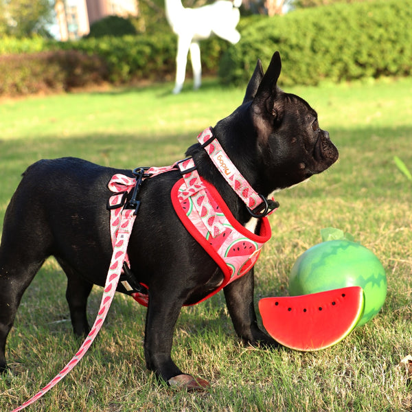 DOG HARNESS SET WITH LEASH AND COLLAR