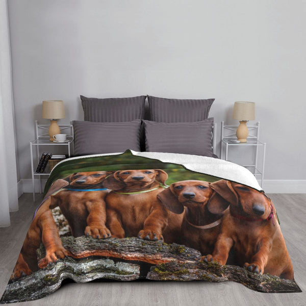 COPERTA DI PILE CON BASSOTTI FULVI
