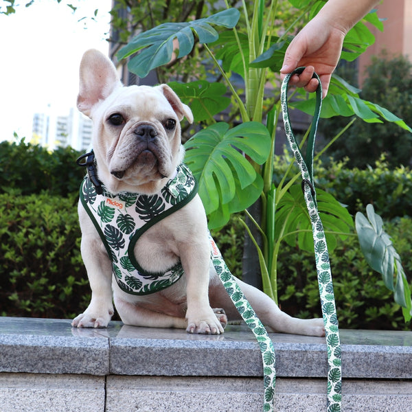 DOG HARNESS SET WITH LEASH AND COLLAR