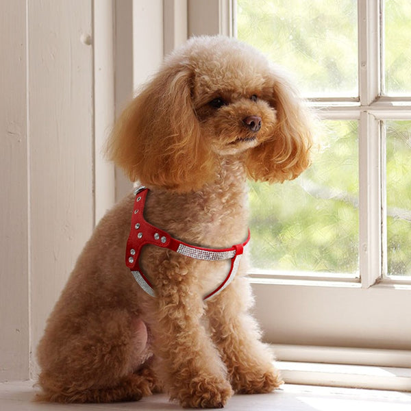 PETTORINA PER CANI CON STRASS LIGHT