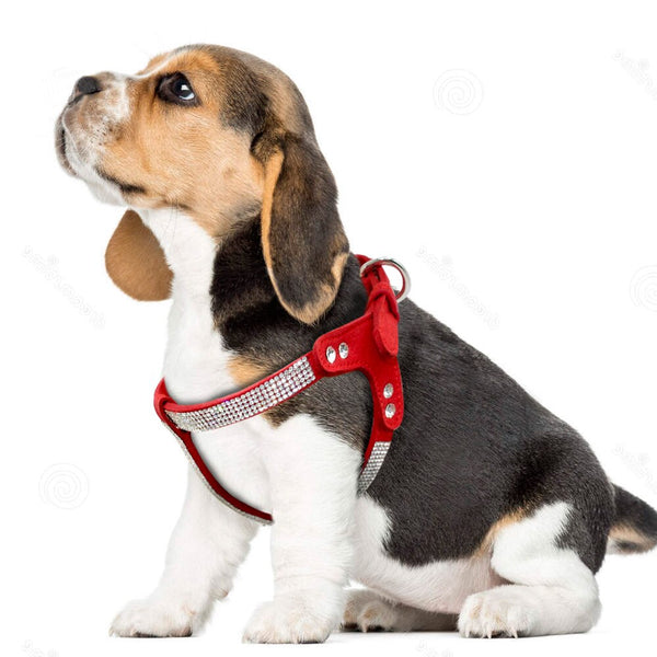 PETTORINA PER CANI CON STRASS LIGHT