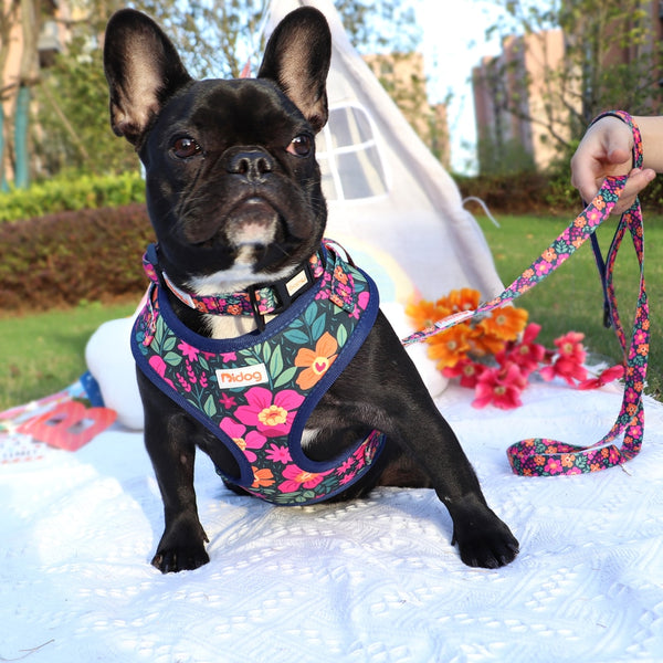 DOG HARNESS SET WITH LEASH AND COLLAR