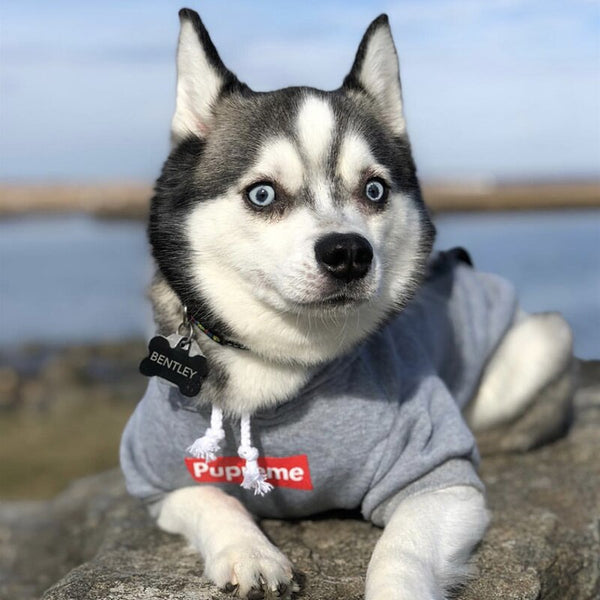 FELPA PER CANI Pupreme